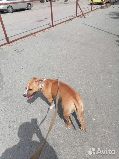 Собака в добрые руки отдам бесплатно