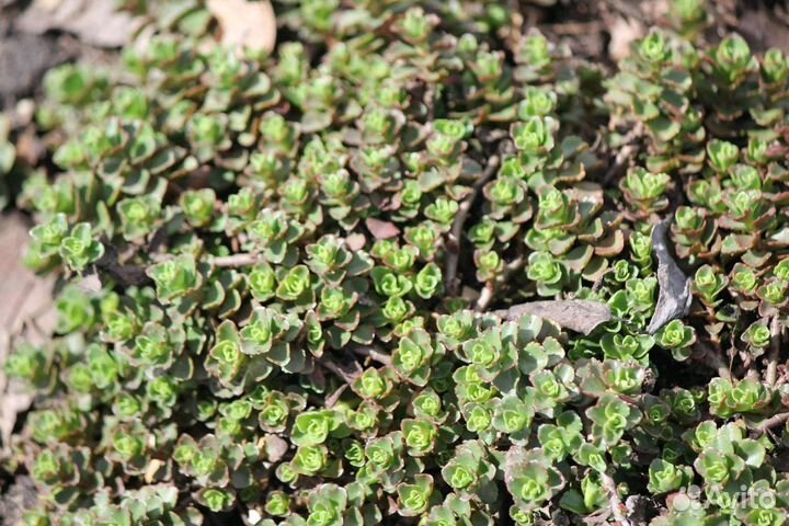 Цветы для сада