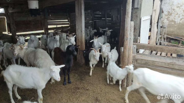 Продаю коз баранов