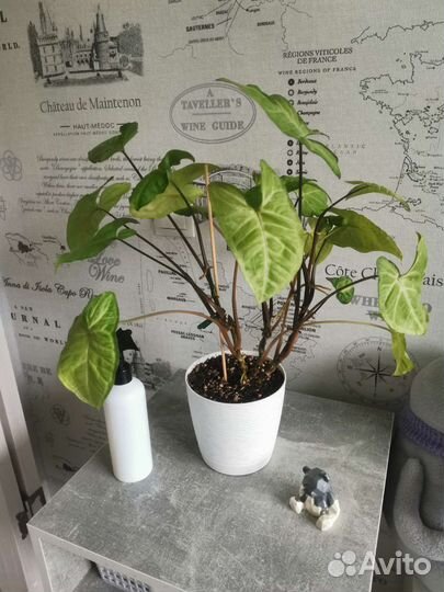 Сциндапсус и Сингониум