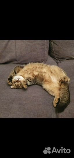 Шотландская вислоухая на случку