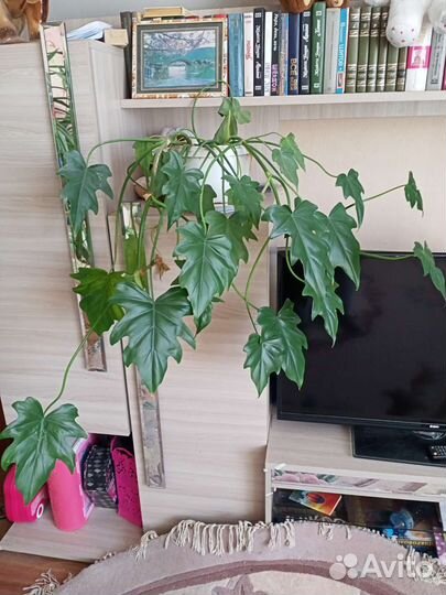 Монстера плетущаяся