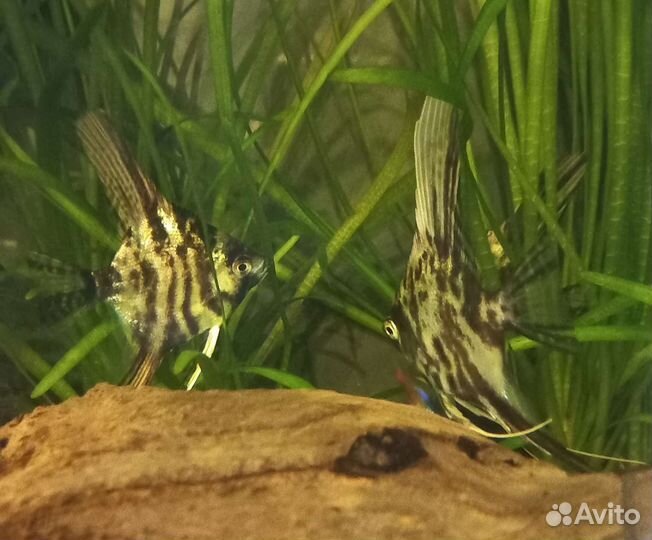 Свой развод Скалярии Попугаи Гуппи