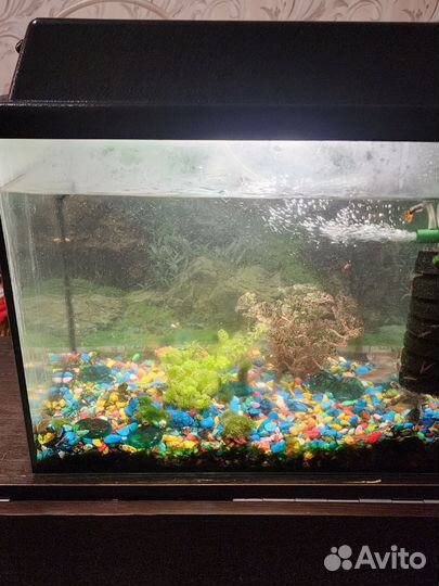 Аквариум с рыбками