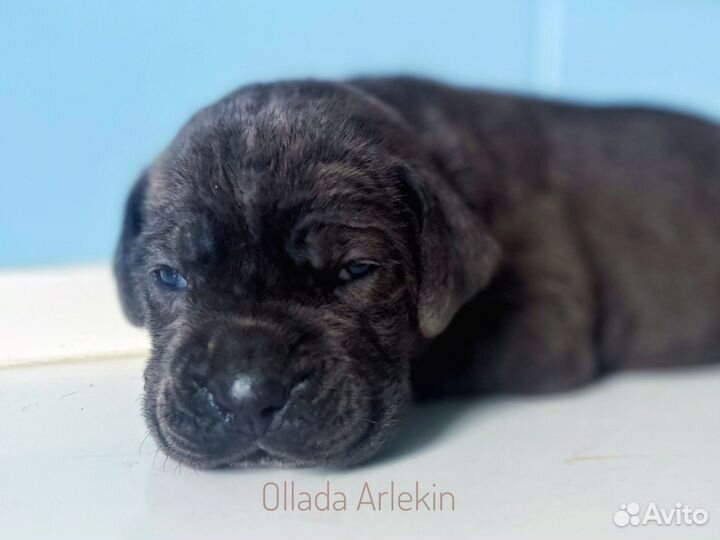 Кане Корсо щенки