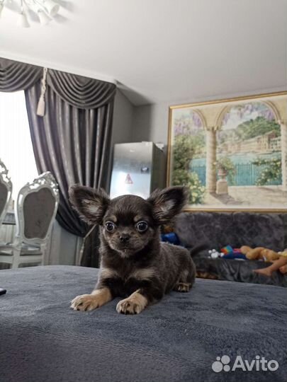 Щенки чихуахуа мальчик
