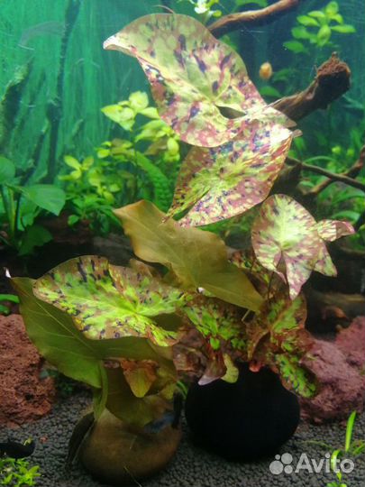 Прополка, Аквариумные Растения, Хелены, меченосцы