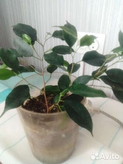 Комнатные цветы пальма, фикус, мирт, суккуленты