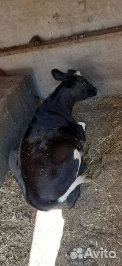 Тёлочка 6 мес