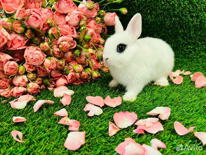 Мини кролики карликовые