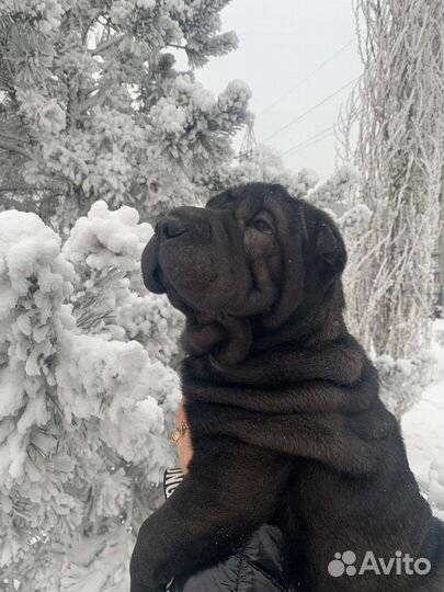 Щенки шарпей
