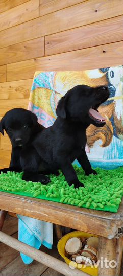 Щенки лабрадора