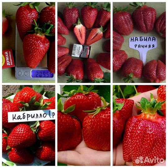 Рассада клубники и другие саженцы