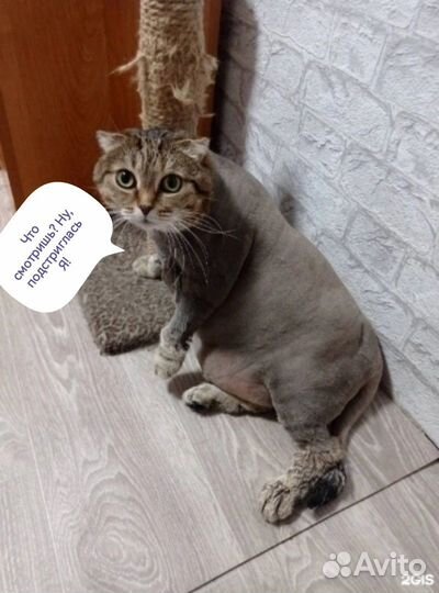 Ветеринарный врач Оренбург