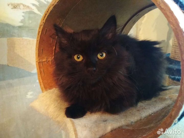 Черный котенок