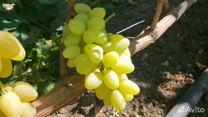 Саженцы винограда кишмиш Ириска