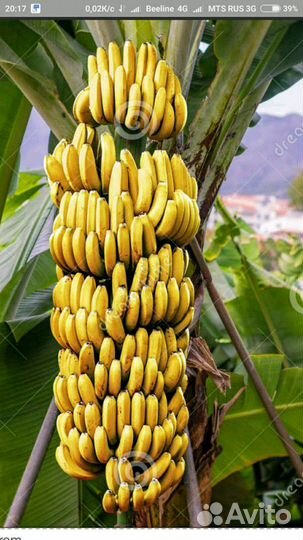 Банановая пальма