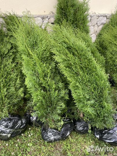 Озеленение, туи и деревья любых видов и размеров