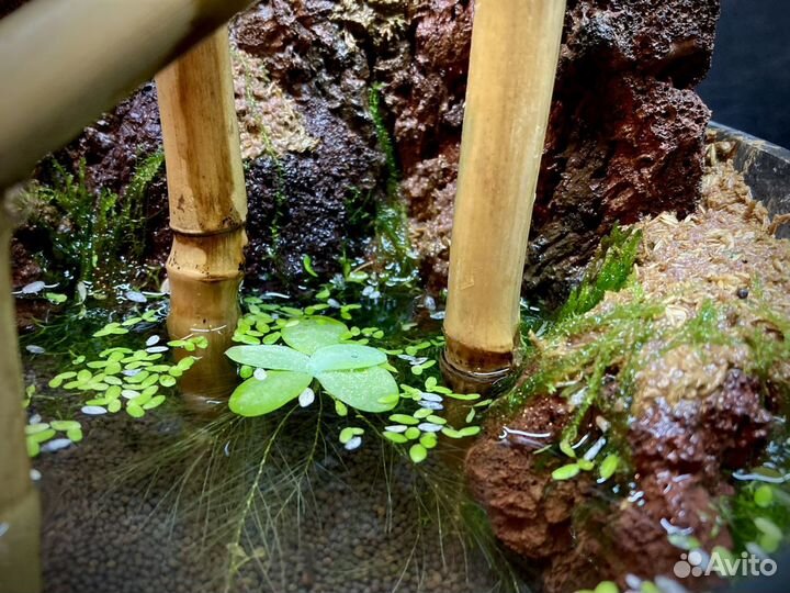 Японский водопадик