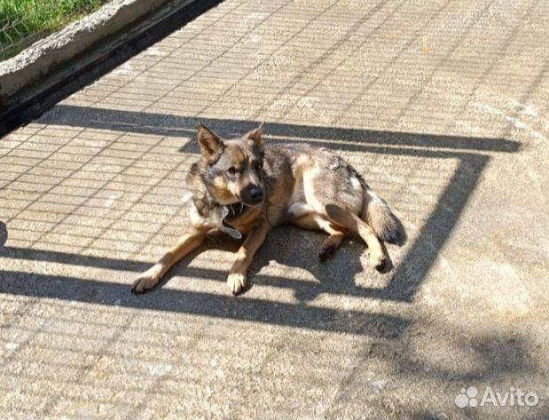 Собака в добрые руки