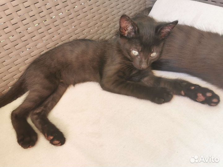 Котик 2 мес, абсолютно чёрный и гладкощерстный