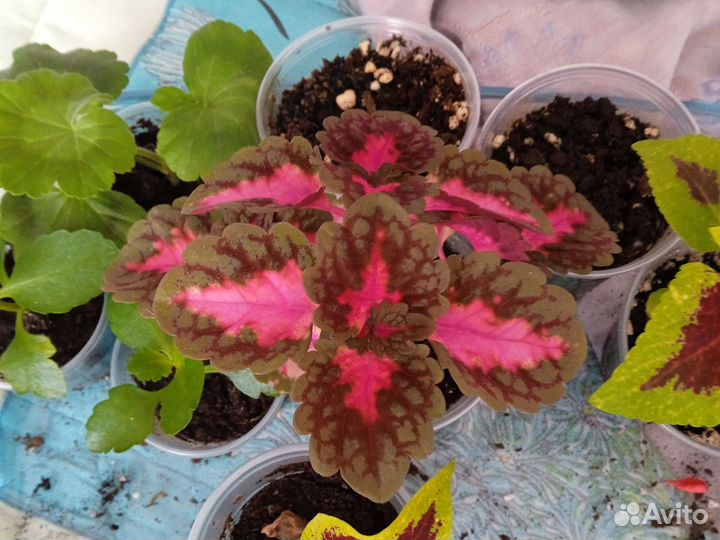 Колеусы вегетативные