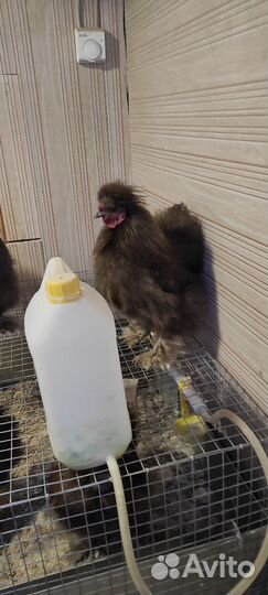 Куры,петухи китайские шелковые