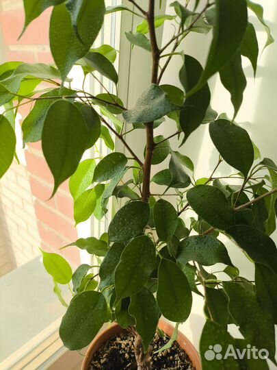 Фикус бенджамина