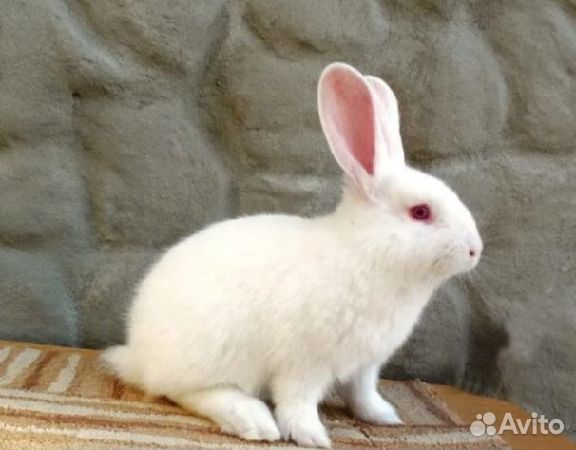 Кролики белый паннон чистых кровей 3 мес
