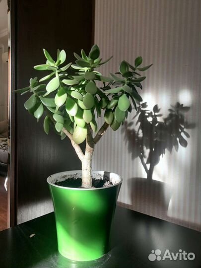 Денежное дерево Толстянка крассула