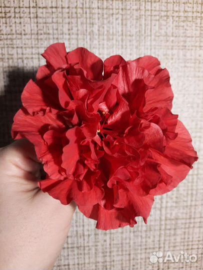 Гибискус китайская роза