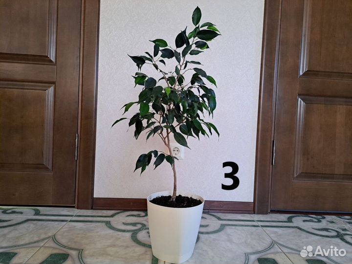 Комнатные растения. Фикус Бенджамина