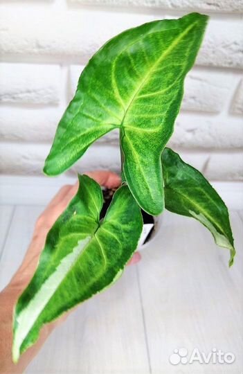 Сингониумы сортовые