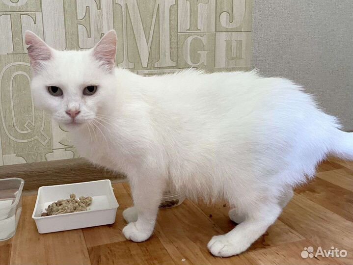 Кошка в добрые руки