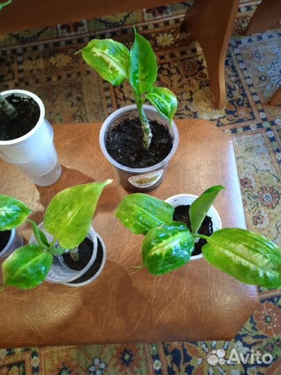 Диффенбахия