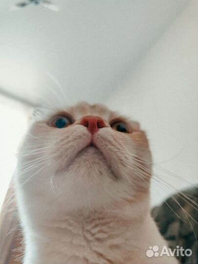 Передержка домашних животных