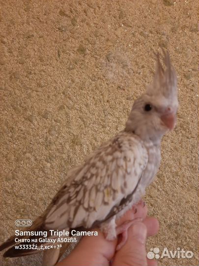 Корелла попугай