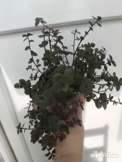 Комнатные растения