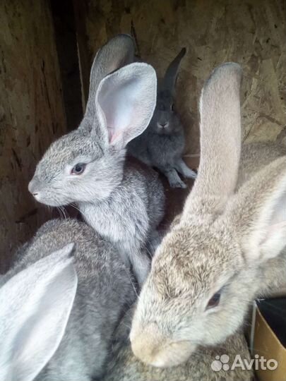 Продам кроликов