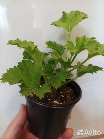 Пеларгония герань королевская