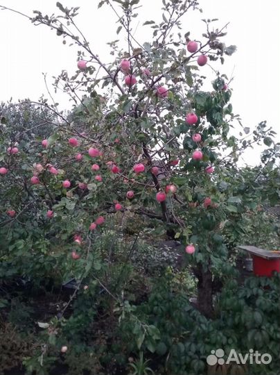 Саженцы яблони,груши питомник Шамонино