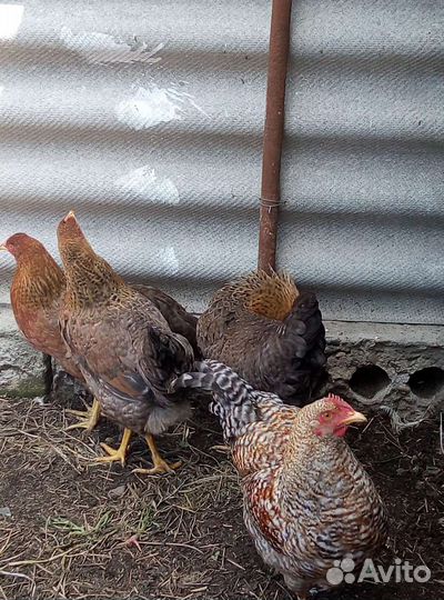 Куры Билефельдеры