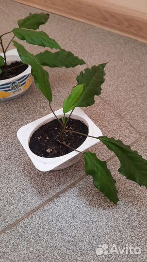 Гибискус китайская роза