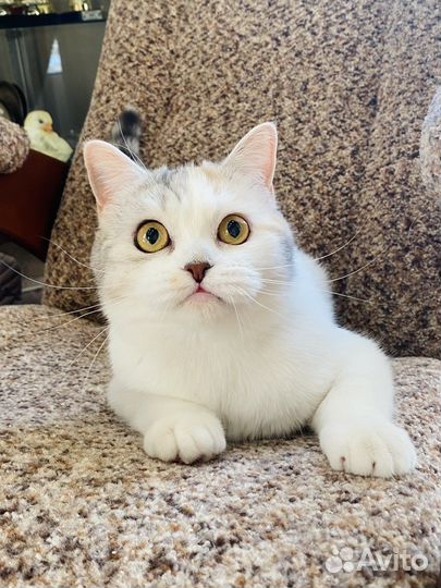 Шотландская кошечка