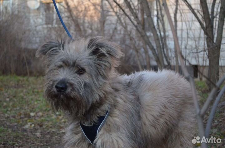 Собака из приюта ищет дом