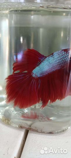 Передержка животных на время отпуска