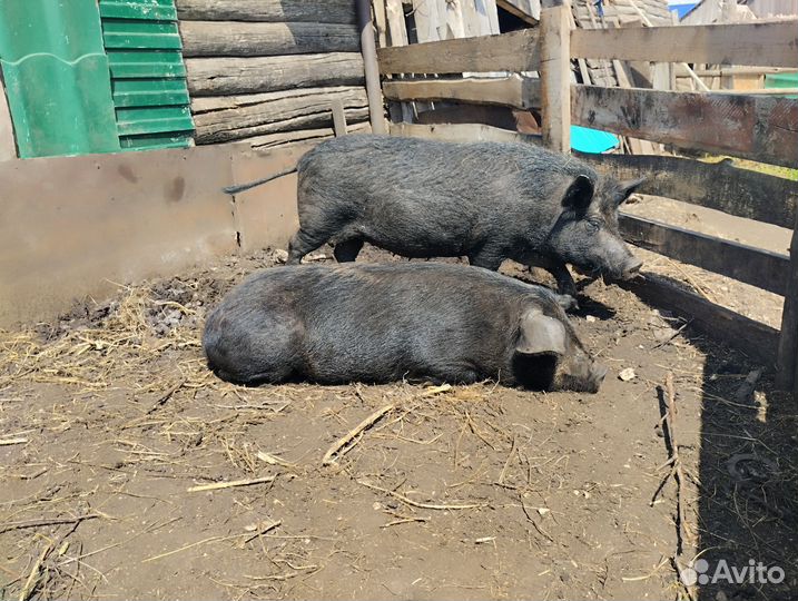 Поросята, свинки, свиноматки