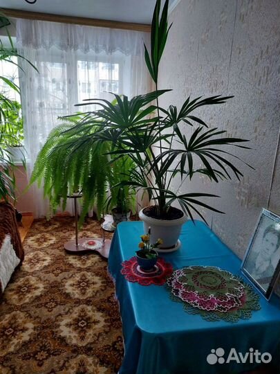 Комнатные растения цветы большие