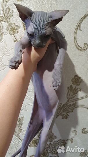 Котята сфинкс