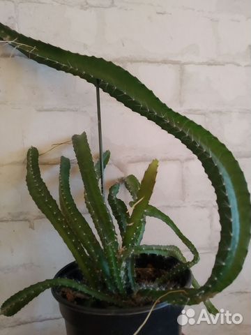 Питахайя драконий фрукт